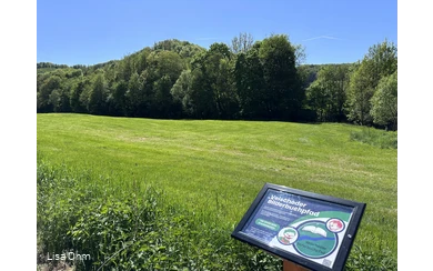 Veischeder Bilderbuchpfad_Wiese