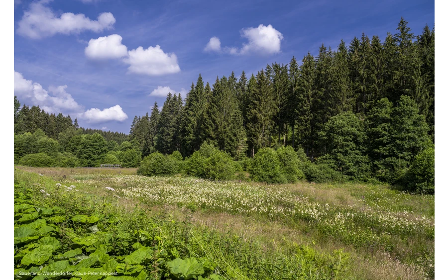 Natur im Schwarzbachtal