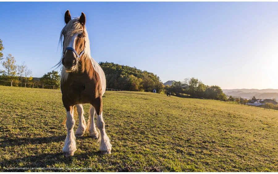 Pferd auf der Koppel