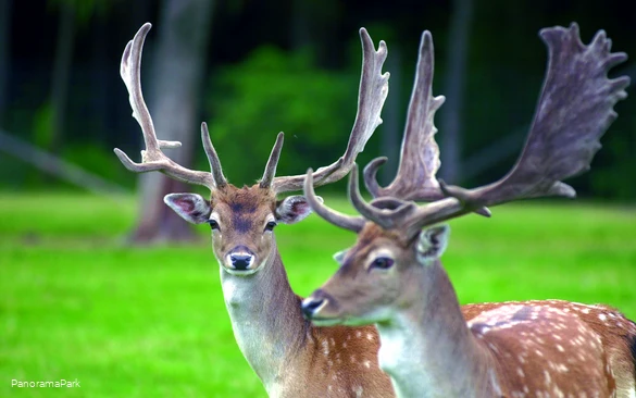 PanoramaPark Damwild