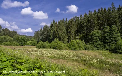 Natur im Schwarzbachtal