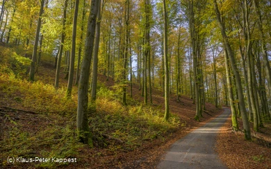Herbststimmung bei Milchenbach
