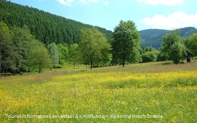 Wiesen im Kurpark_Kirsch-Stracke.jpg