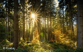 Bestattungshaus Langemann - Symbolfoto - Sonne durchbricht Fichtenwald im Herbst