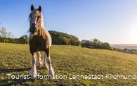 Pferd auf der Koppel