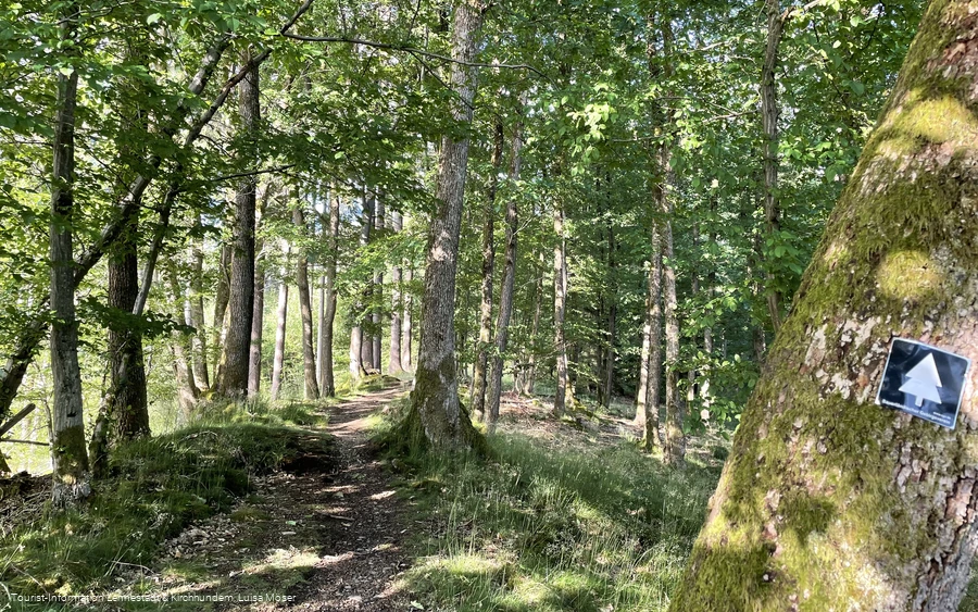 Pfad am Walderlebnispfad