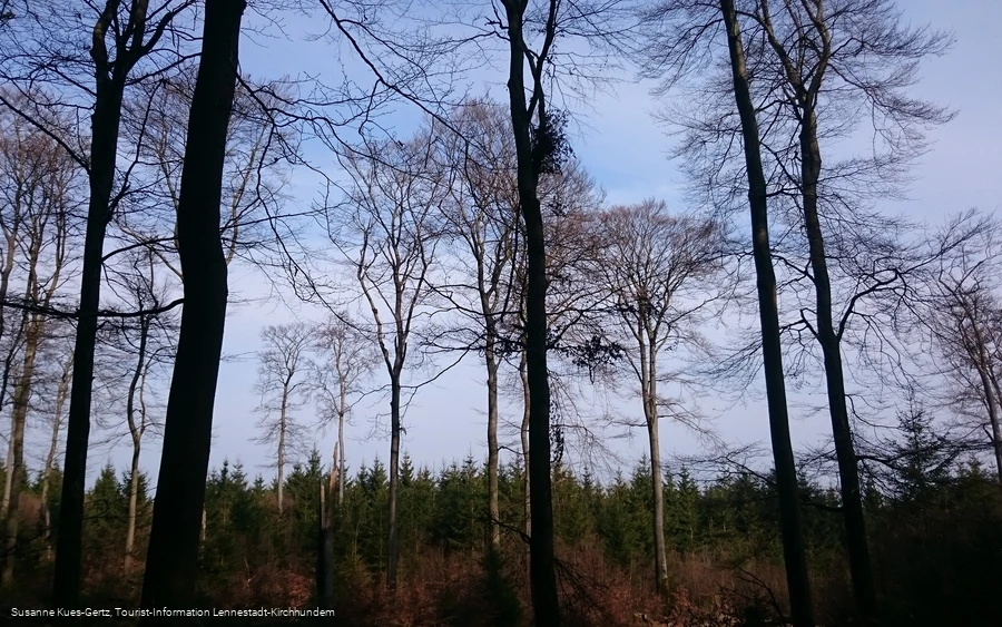 FFH Gebiet Apollmicke-Einsiedelei