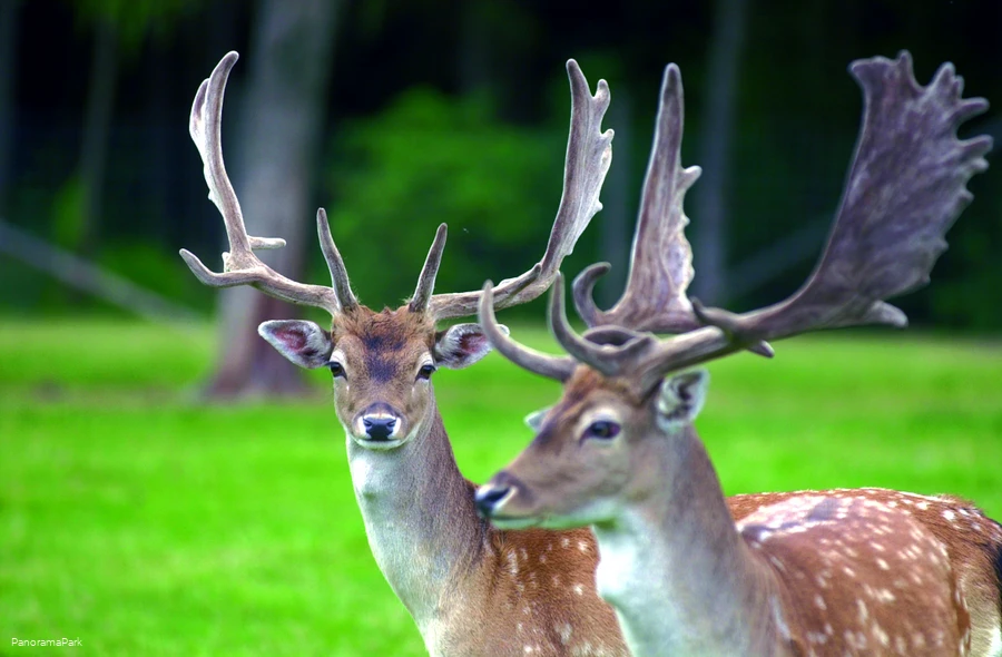 PanoramaPark Damwild